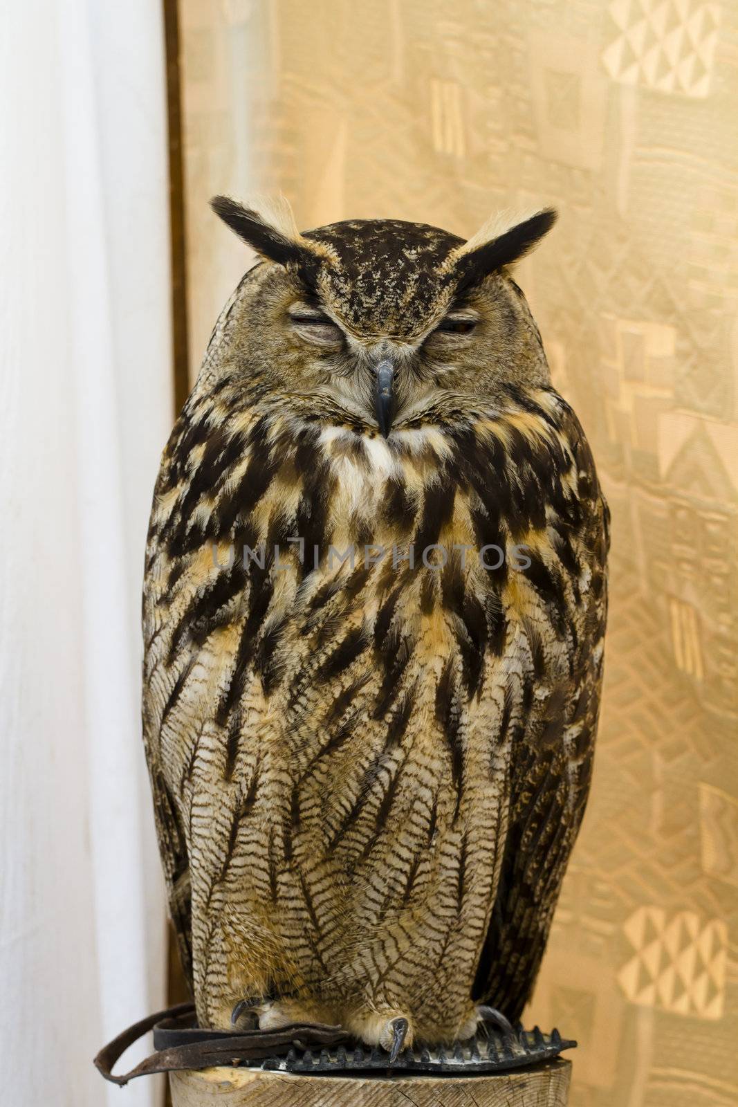 Owl portrait, golden owl