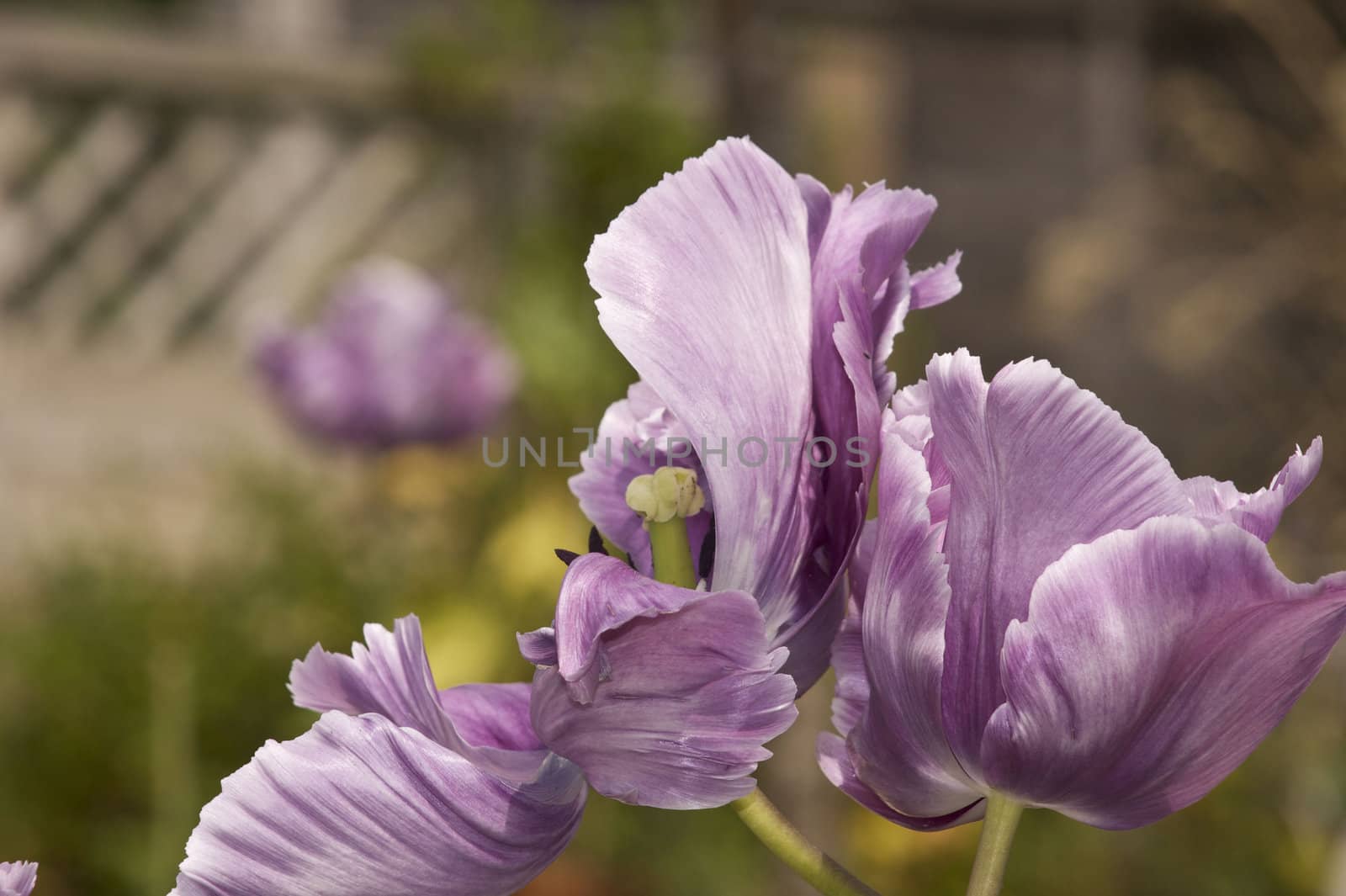 The petals of some light purple tulip flowers.