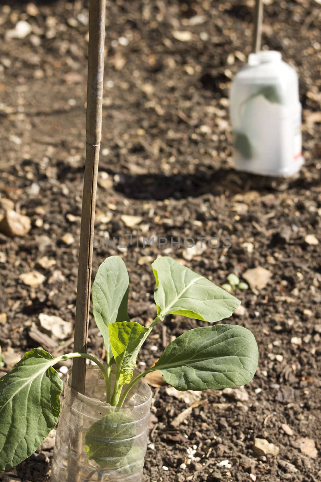 The young shoots of a growing sprout plant set in a plastic bottled container with a bamboo support.