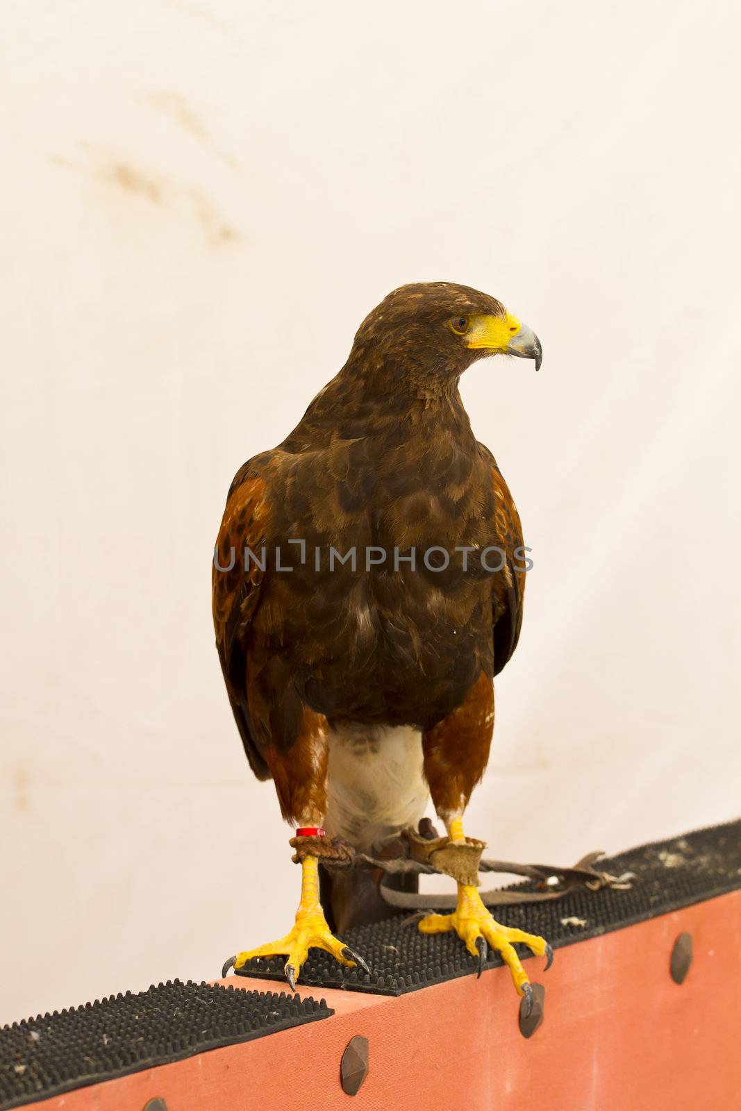 Golden eagle