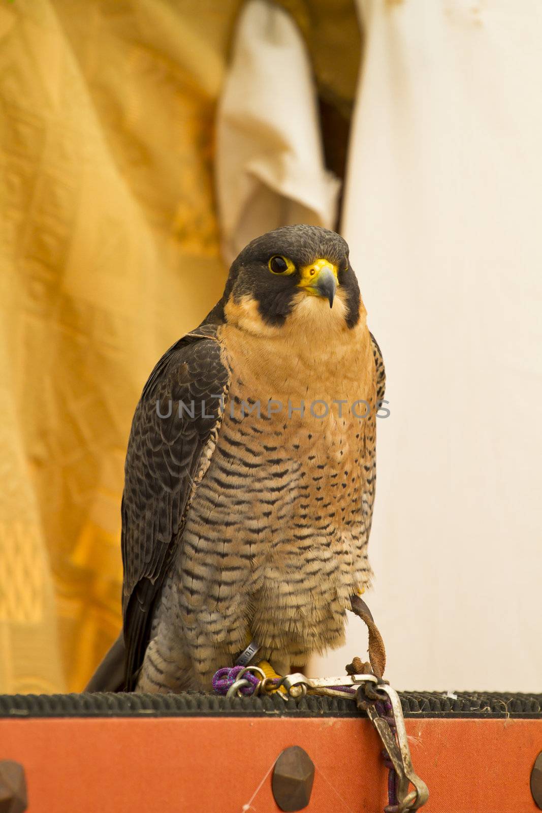 peregrine, falcon