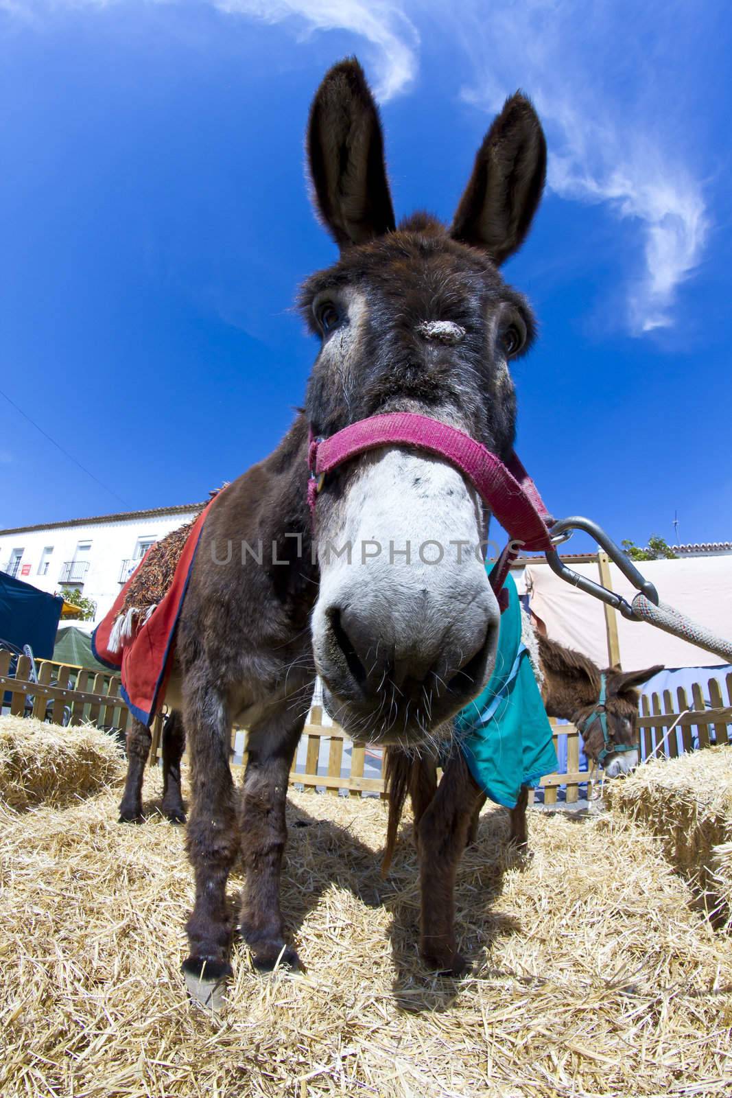 Farmland and Donkey head portrait by FernandoCortes