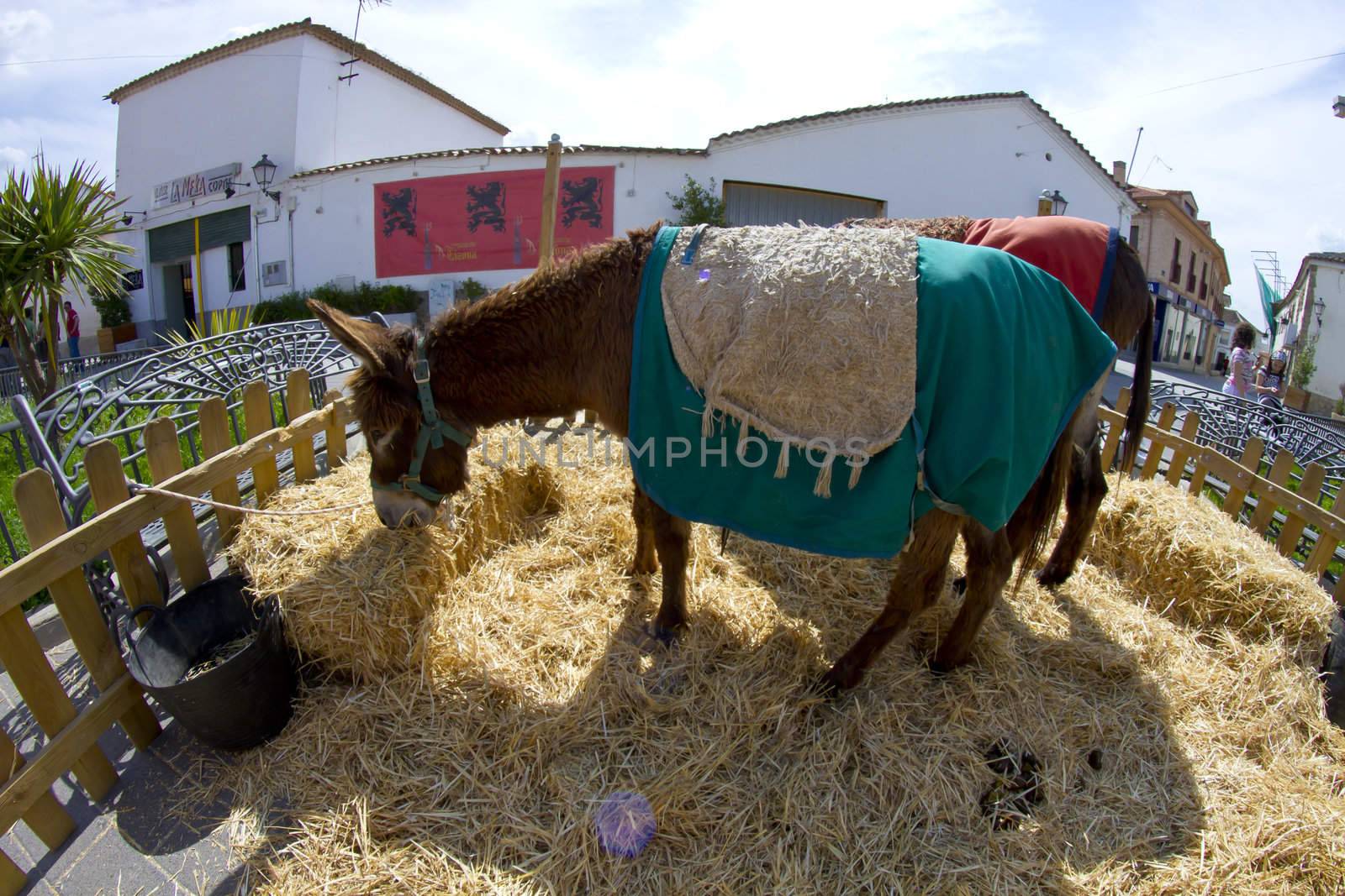 Farmland and Donkey head portrait by FernandoCortes