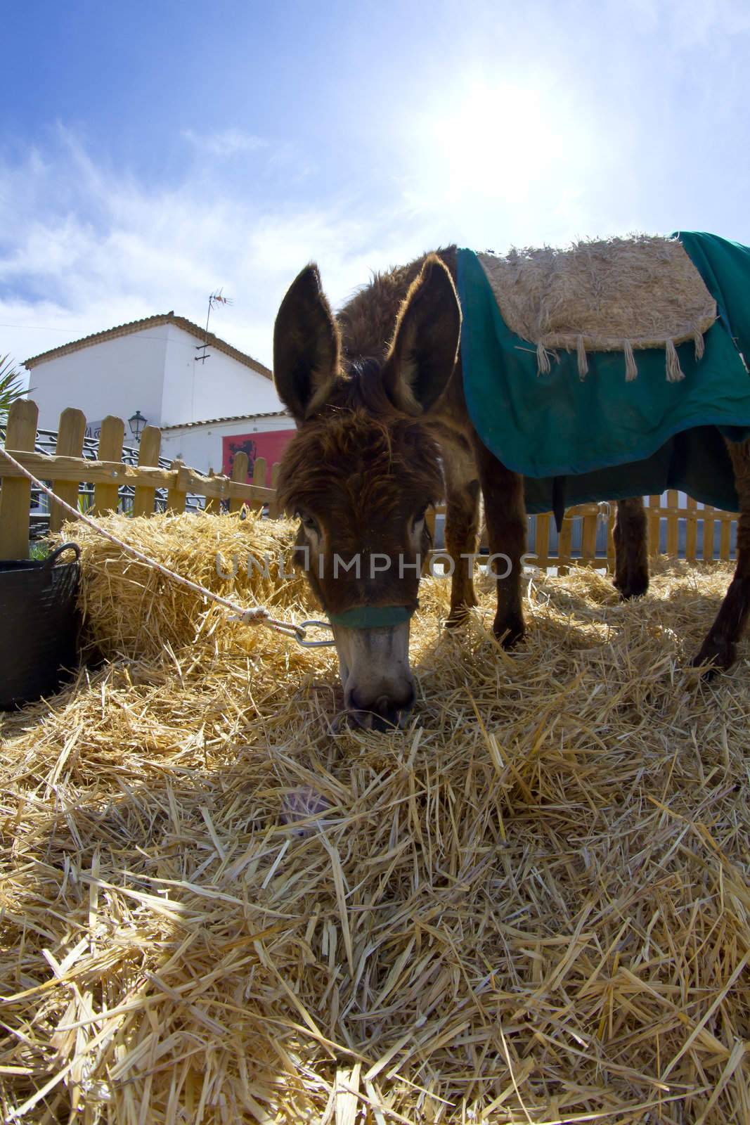 Farmland and Donkey head portrait by FernandoCortes