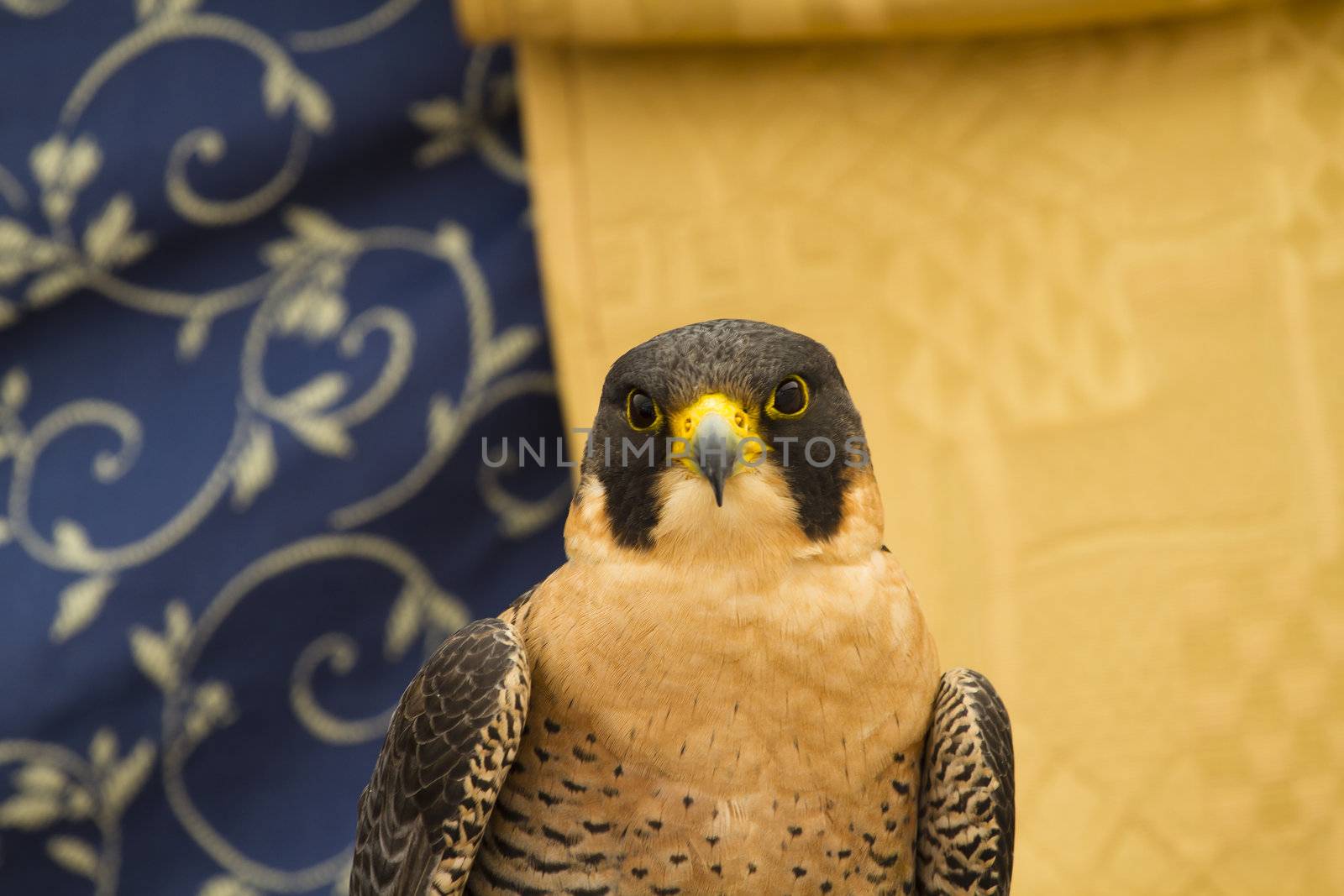 peregrine, falcon by FernandoCortes