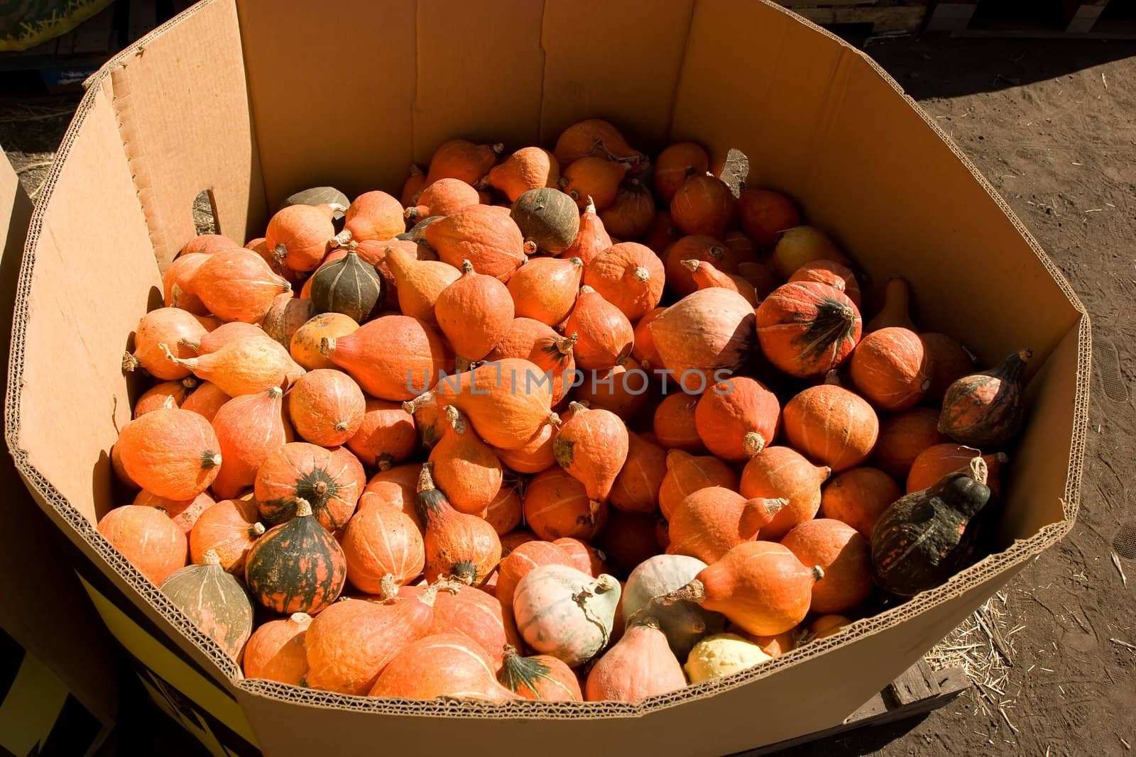 Pumpkin patch by melastmohican