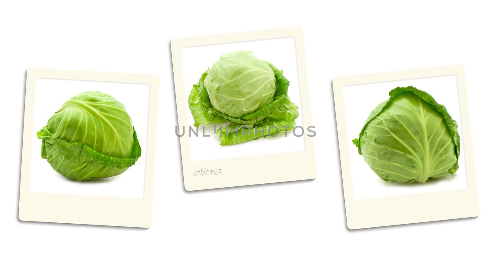 Thre old style photos of cabbage over white background