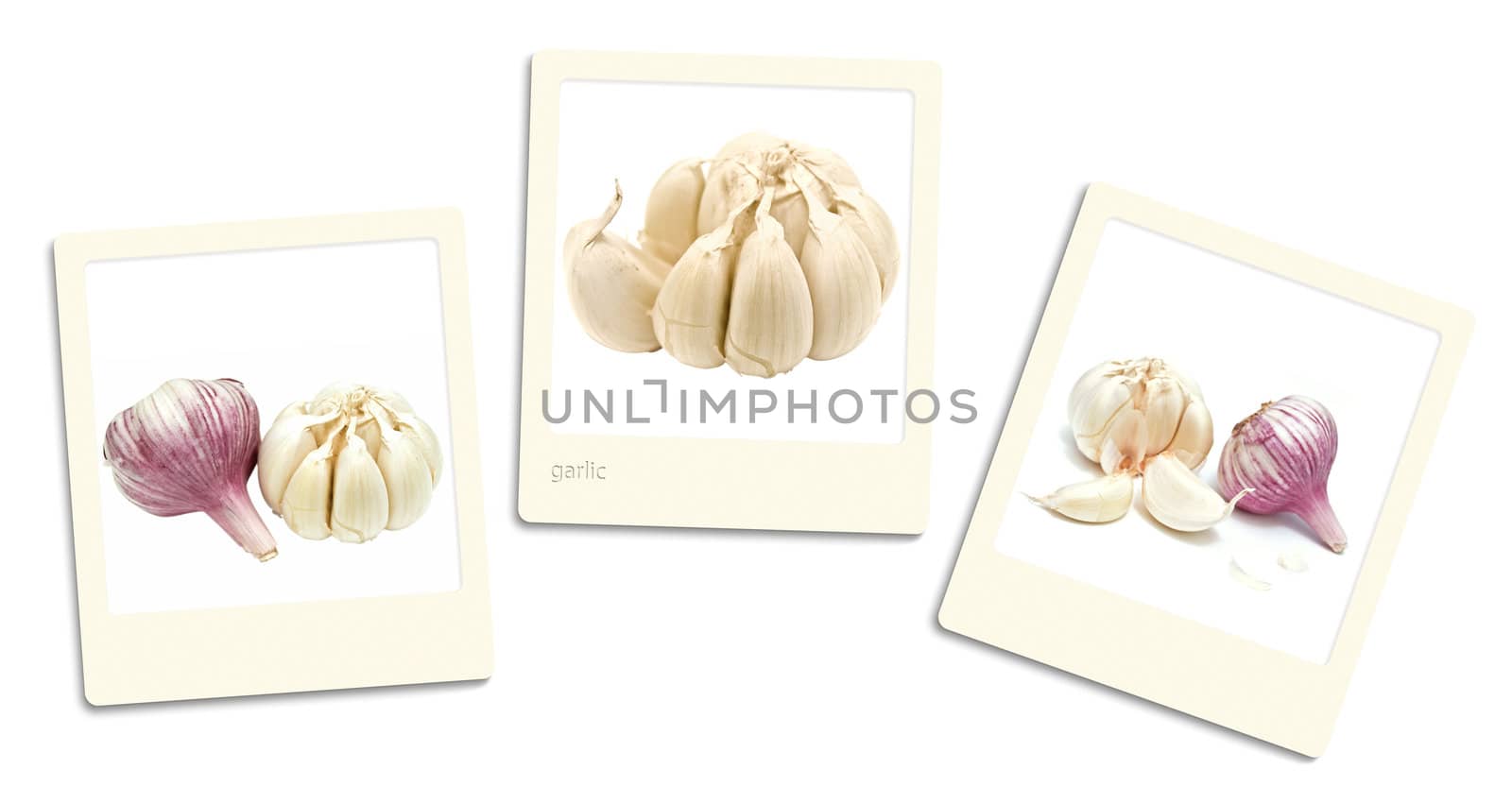 Thre old style photos of garlic over white background