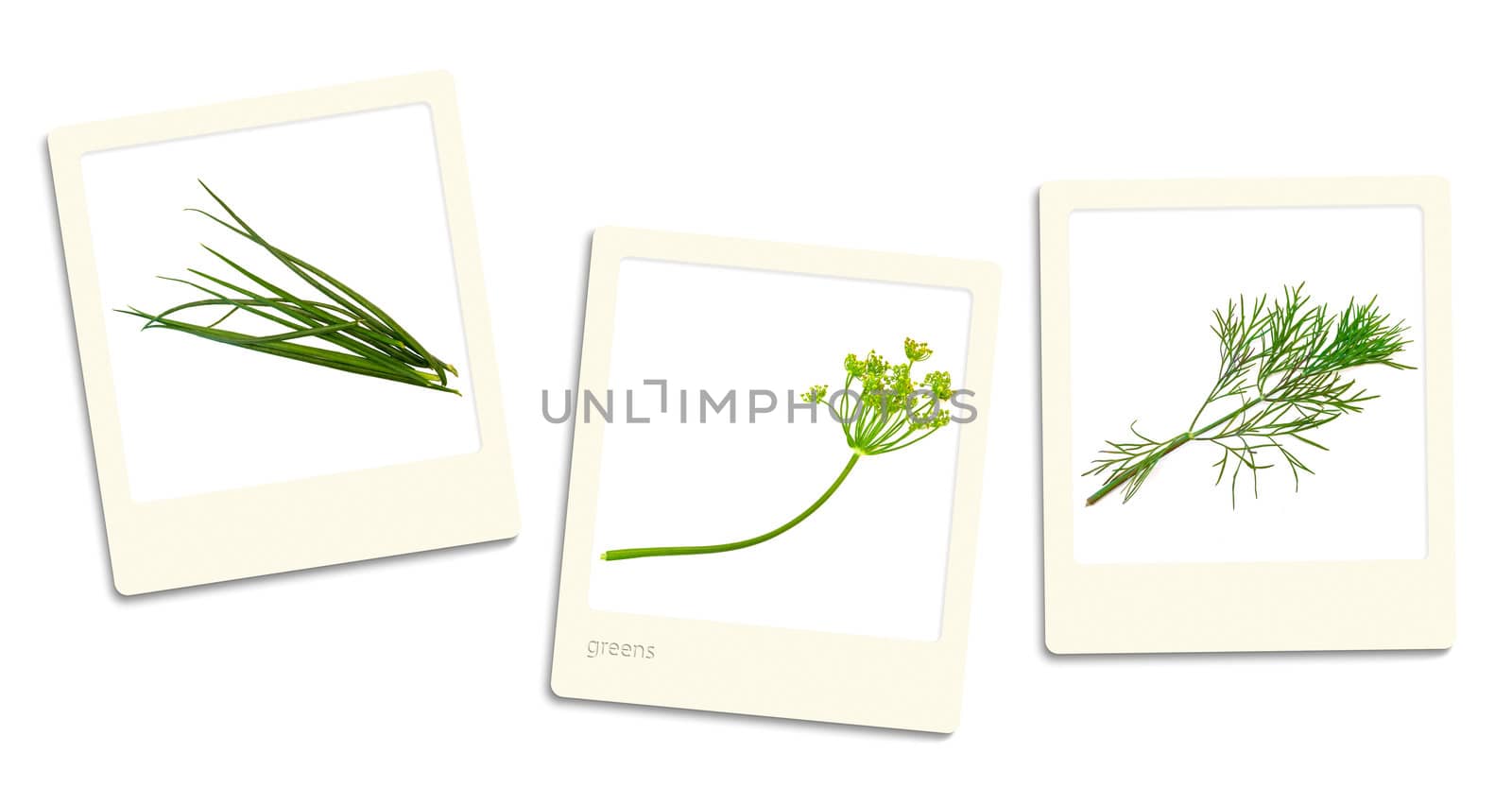 Thre old style photos of greens over white background