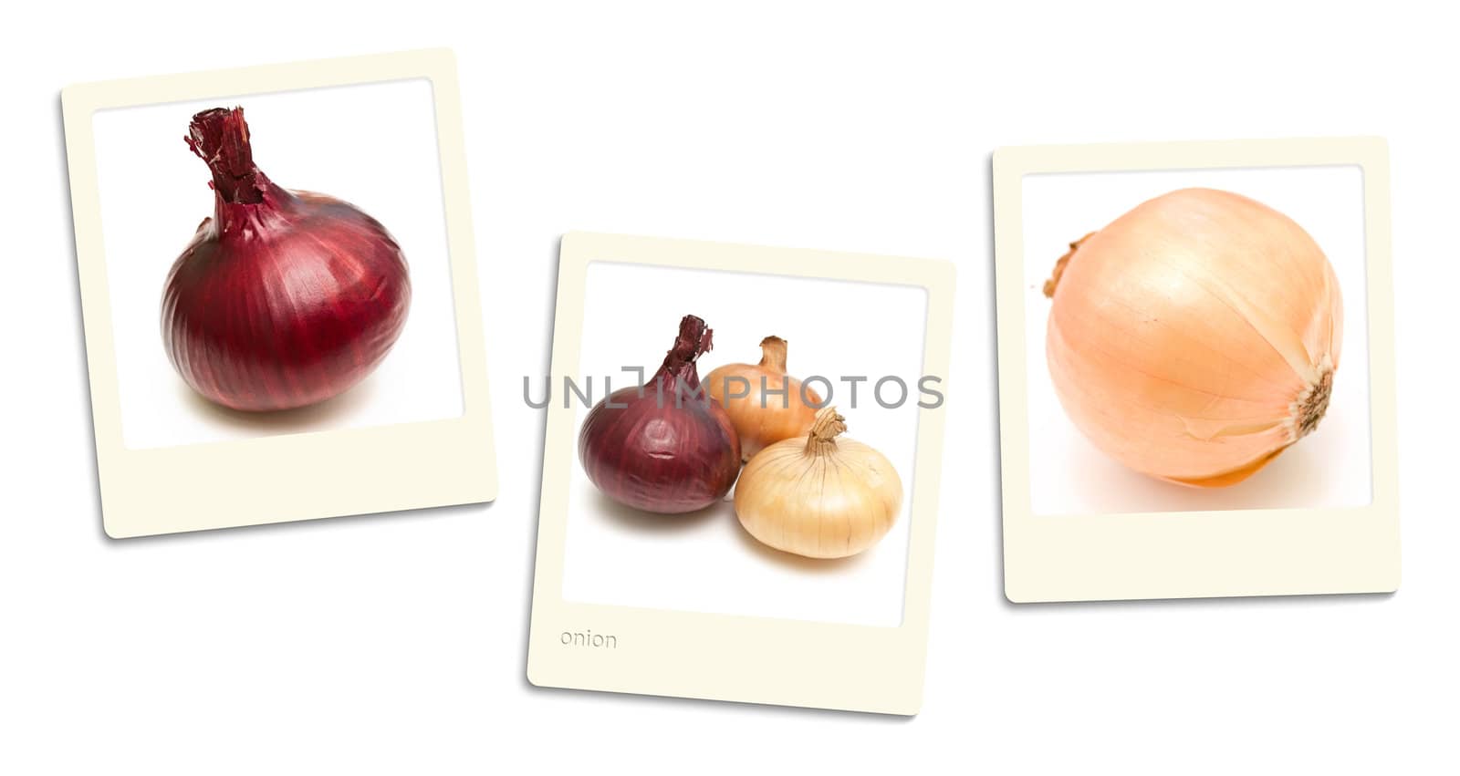 Thre old style photos of onion over white background