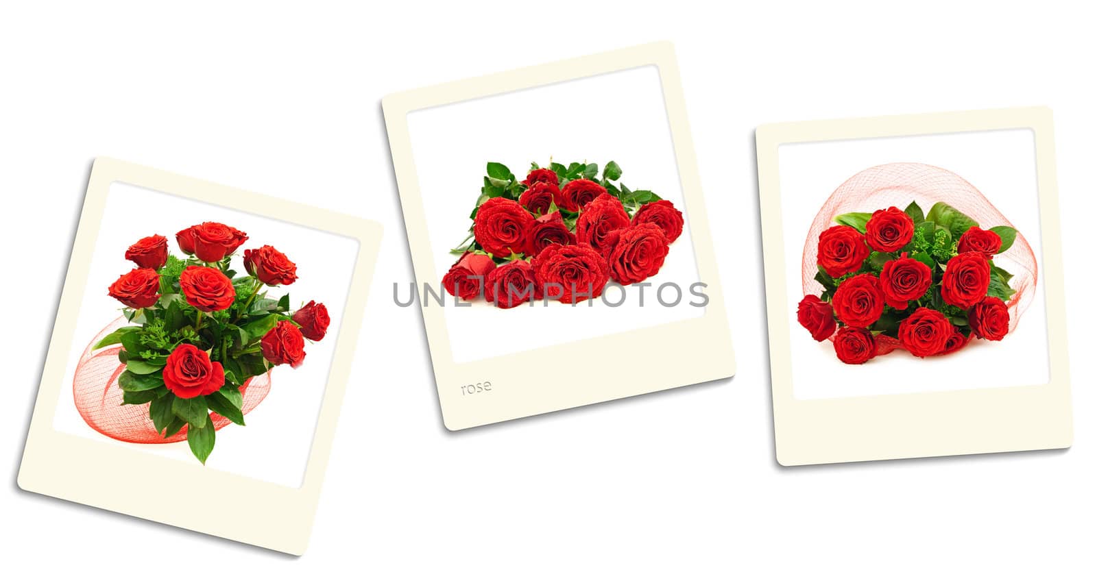 roses photos by SNR