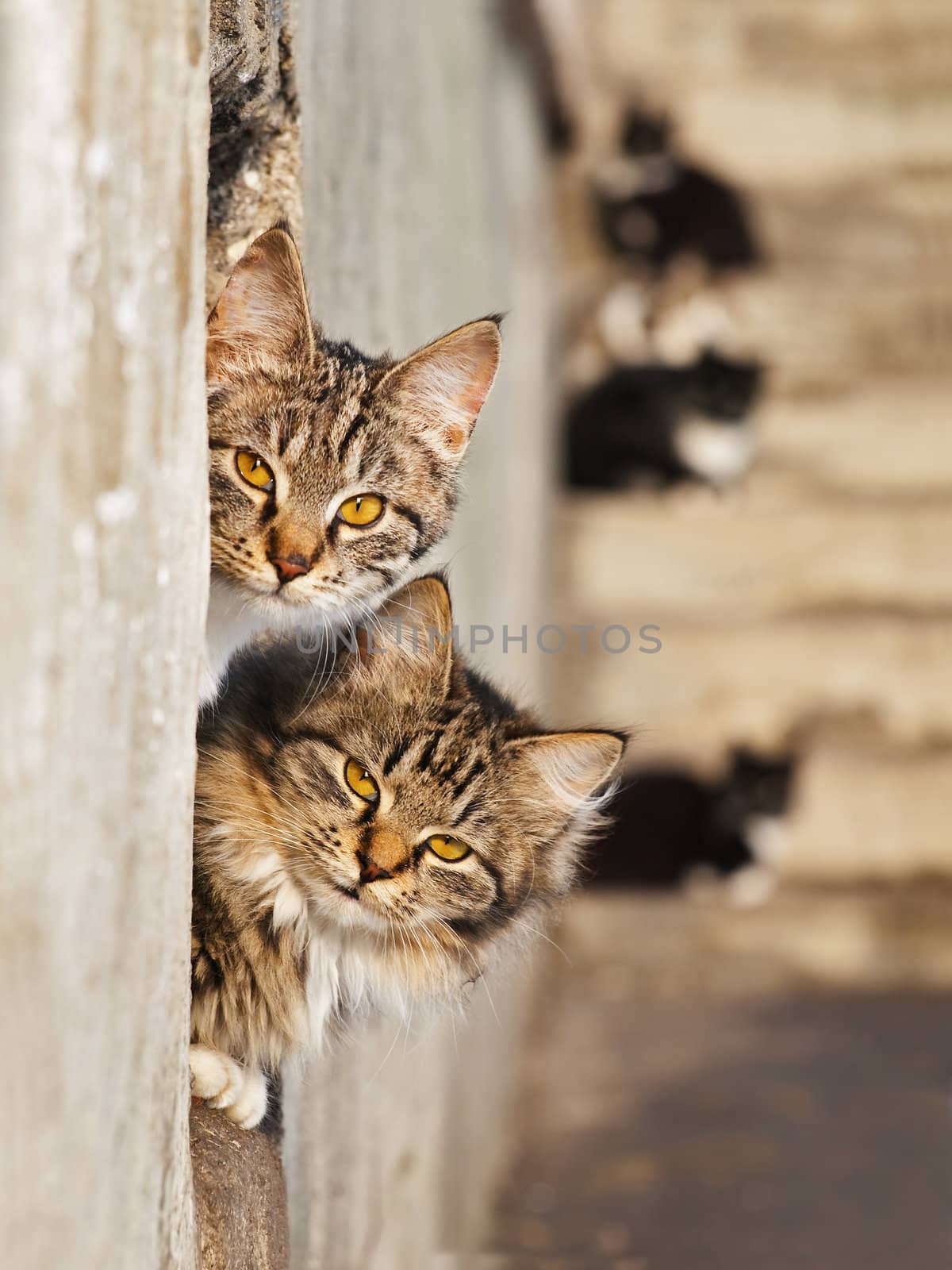 lovely cats by SNR