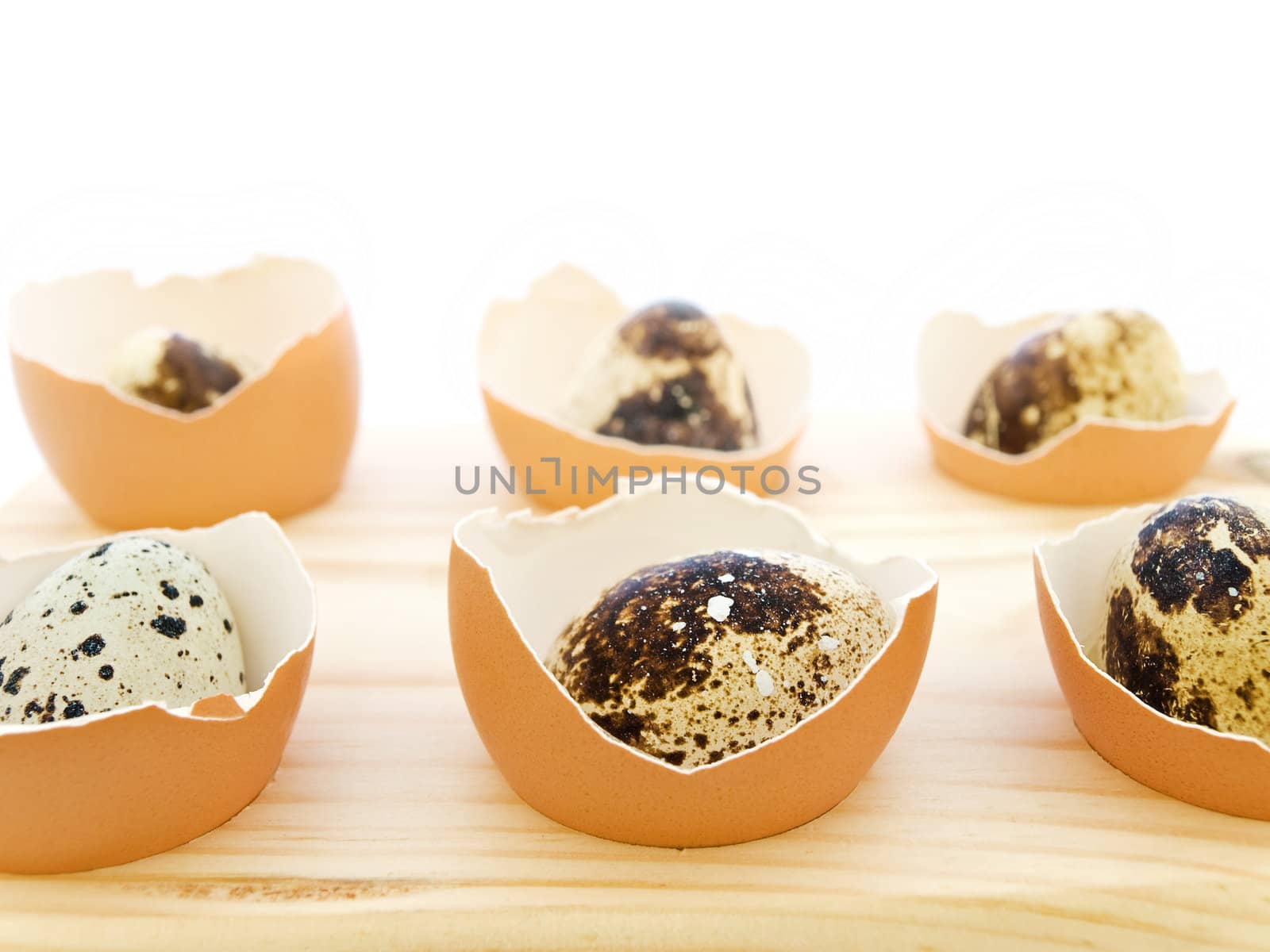 quail eggs in the chicken eggs shells
