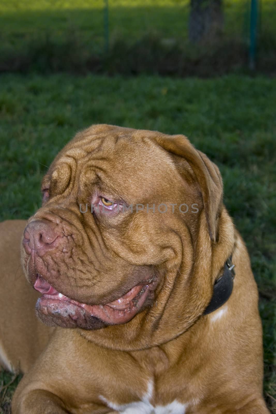 A close-up of a Dogue De Bordeaux, AKA the French Mastiff