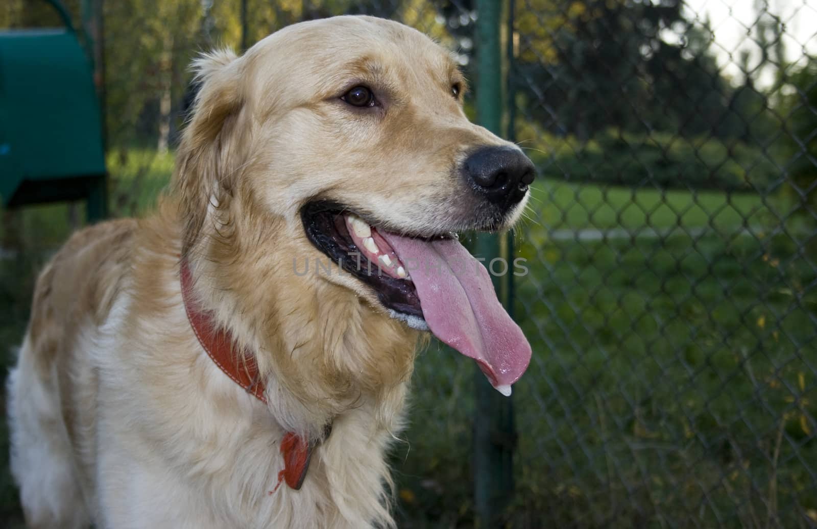 portrait of a beautiful golden retriever in the park