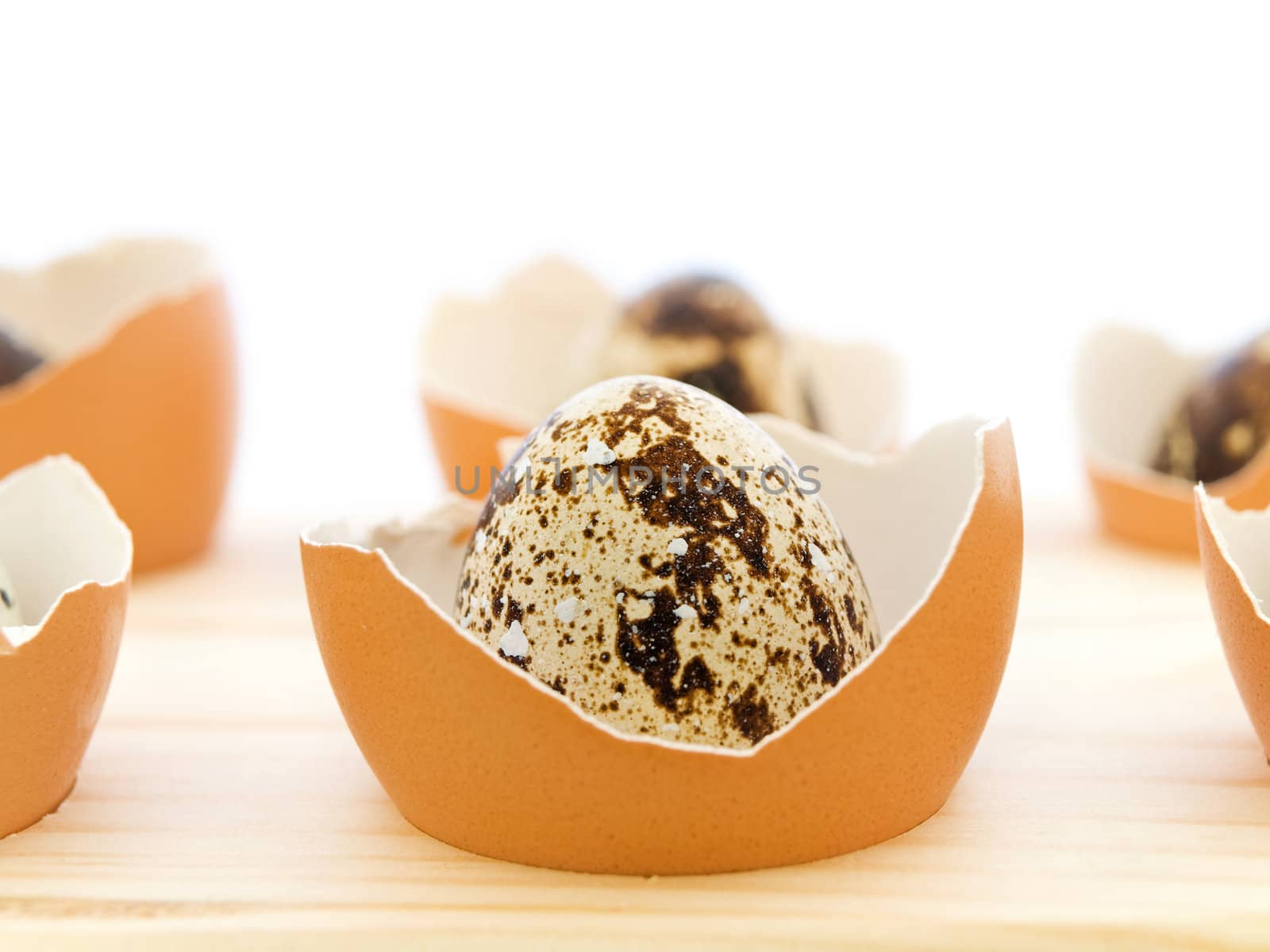 quail egg in the chicken egg shell