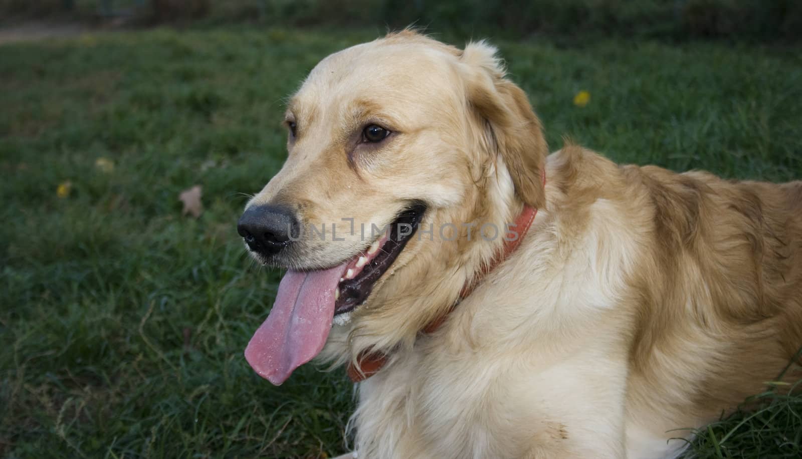 portrait of a beautiful golden retriever in the park