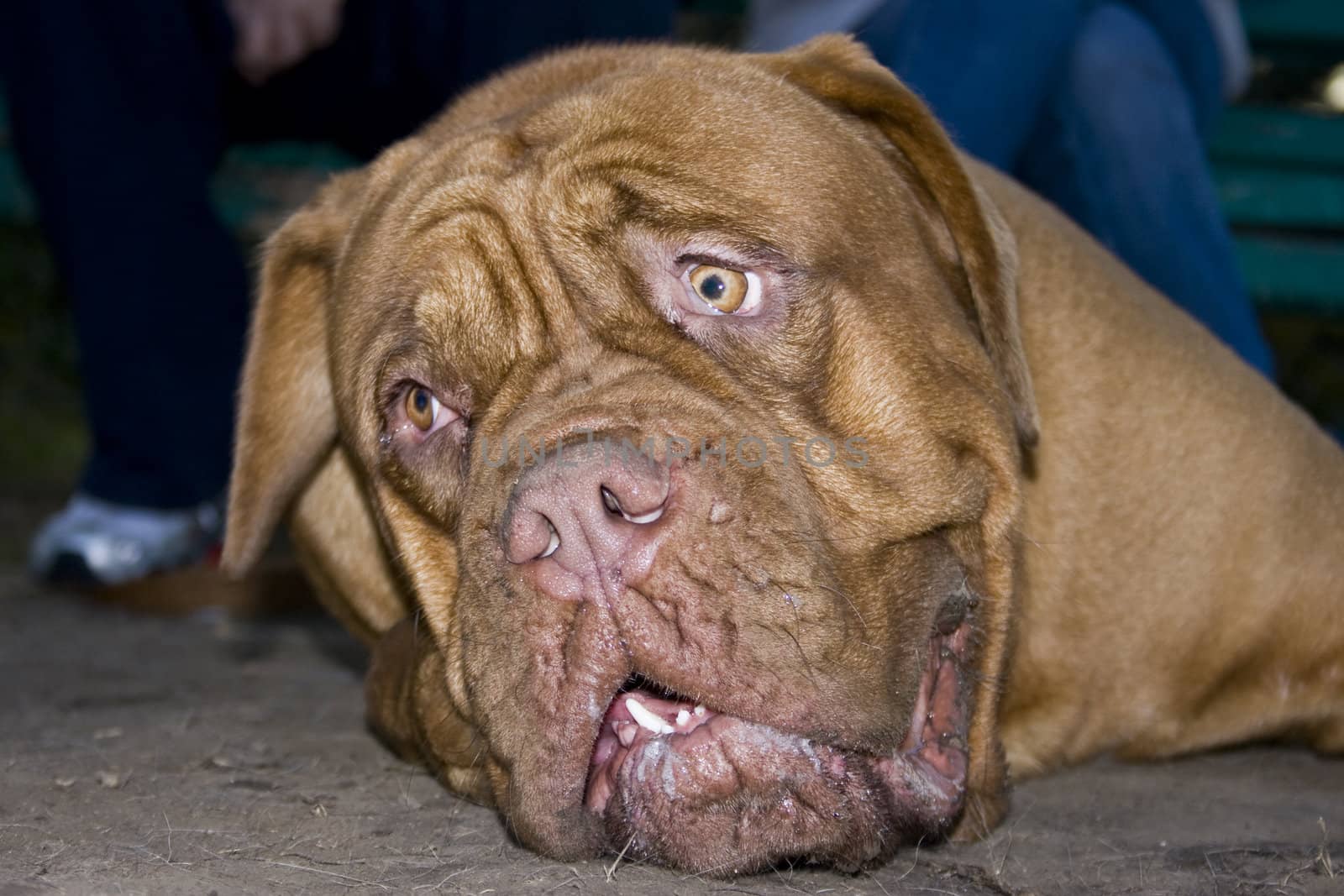 A close-up of a Dogue De Bordeaux, AKA the French Mastiff