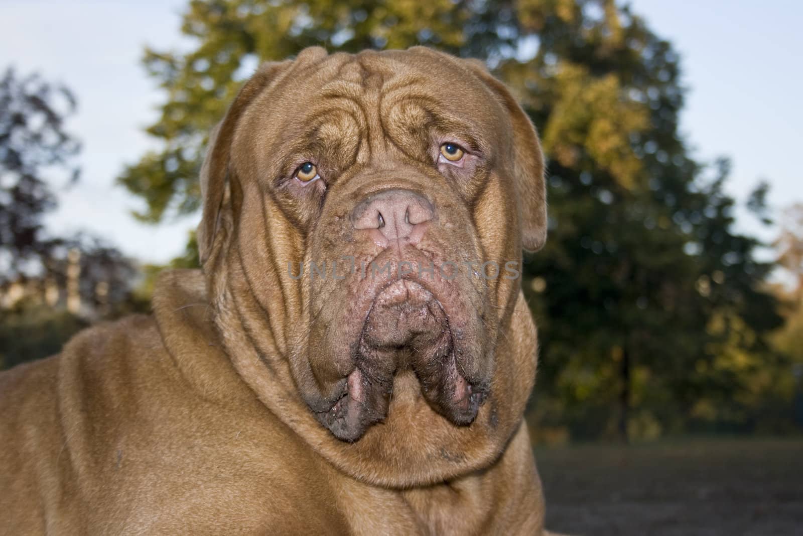 A close-up of a Dogue De Bordeaux, AKA the French Mastiff