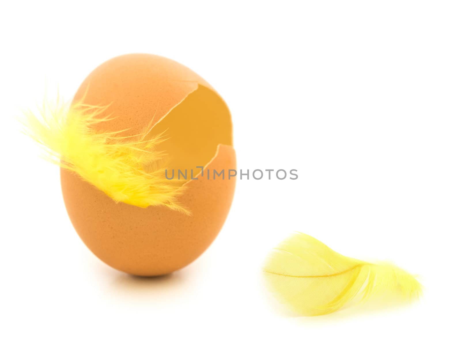 yellow feather in egg shell against white background