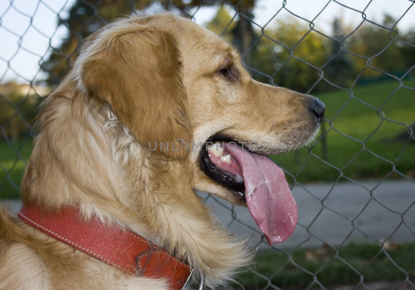 portrait of a beautiful golden retriever in the park