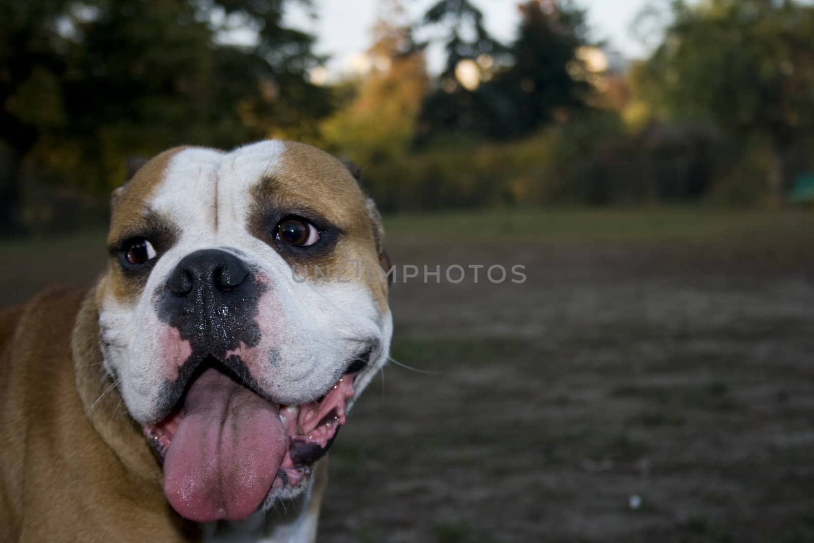 portrait of a beautiful english bulldog playing in the park