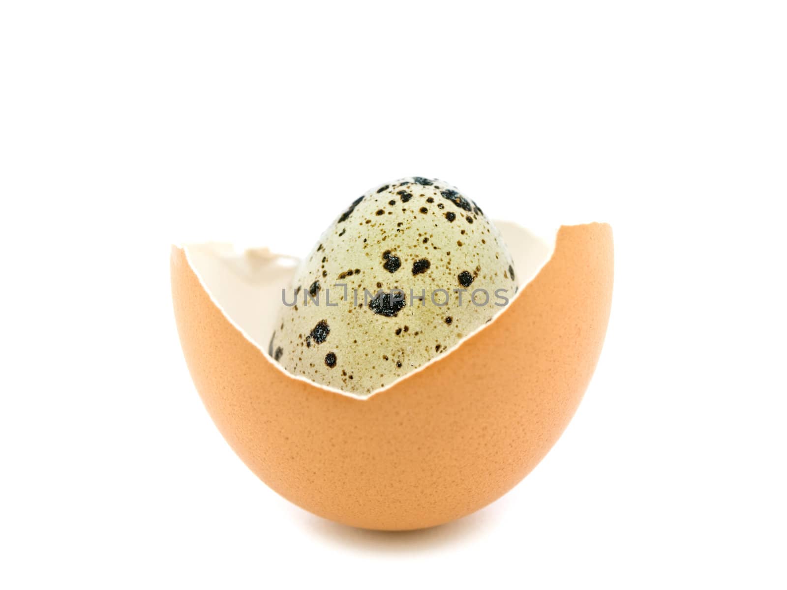 quail egg in the chicken egg shells