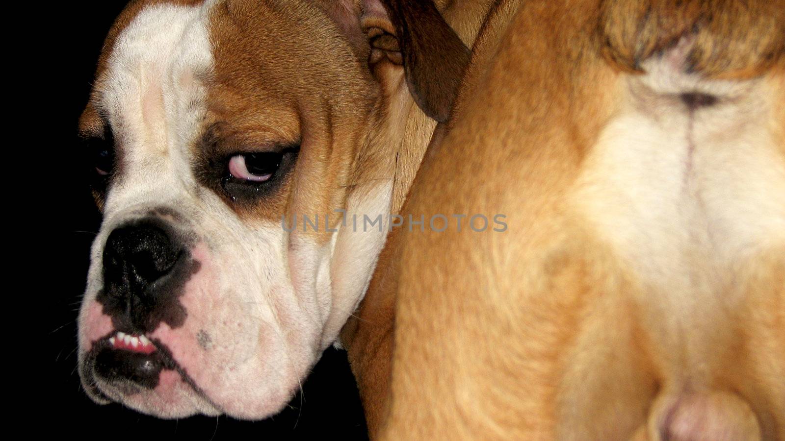 funny english bulldog, photo from the back