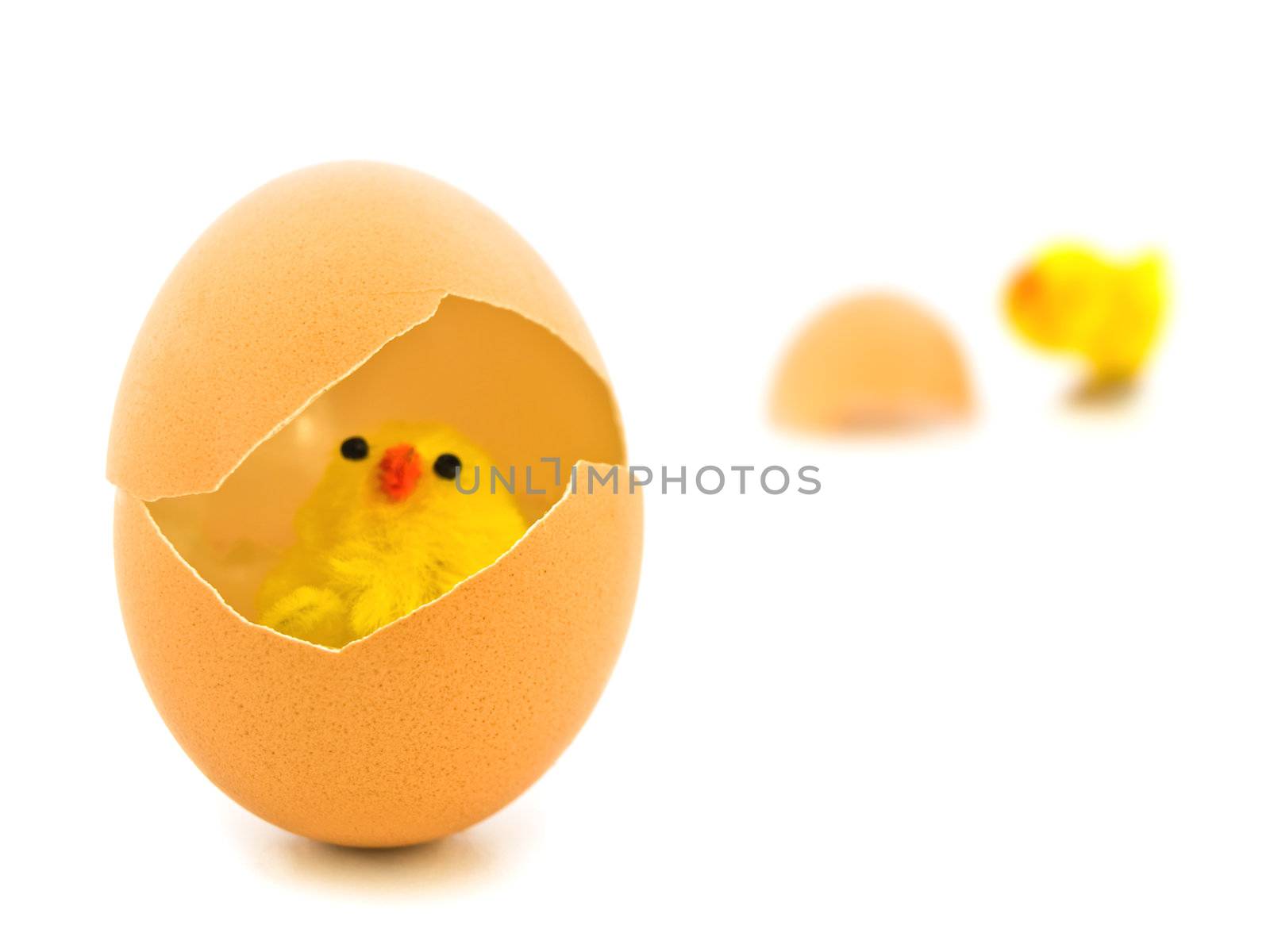 yellow chicken in egg shell against white background