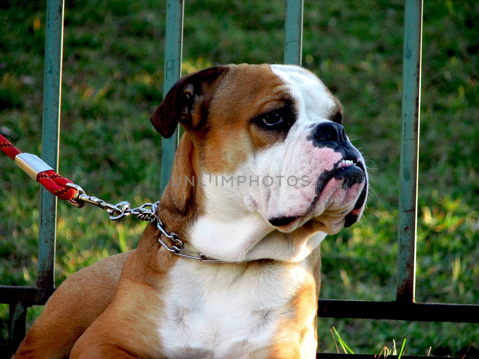 Bulldog by Lecaro