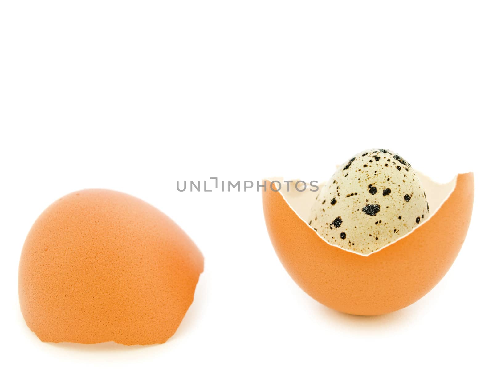 quail egg in the chicken egg shell