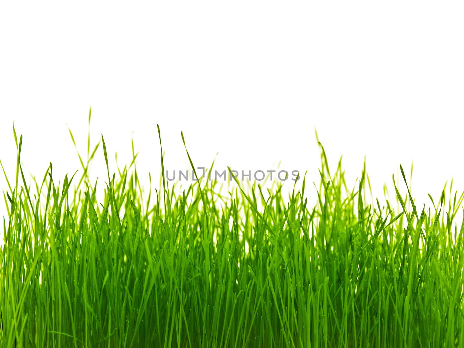 rich green grass with white copyspace for your text
