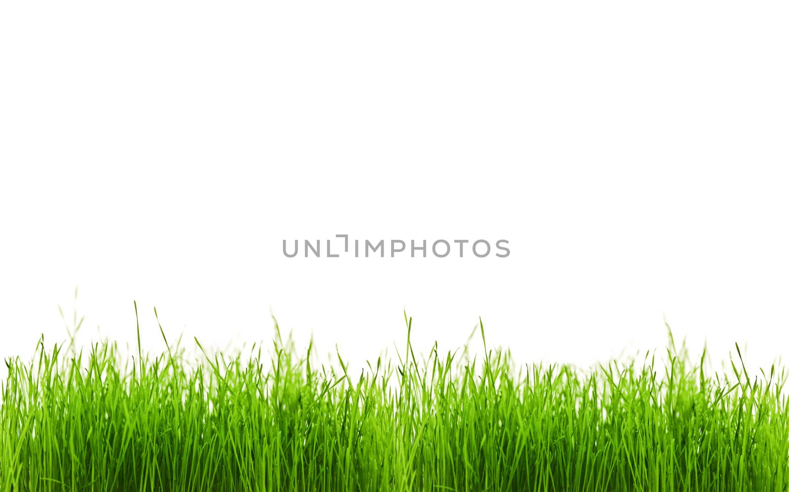 green grass with white copyspace for your text