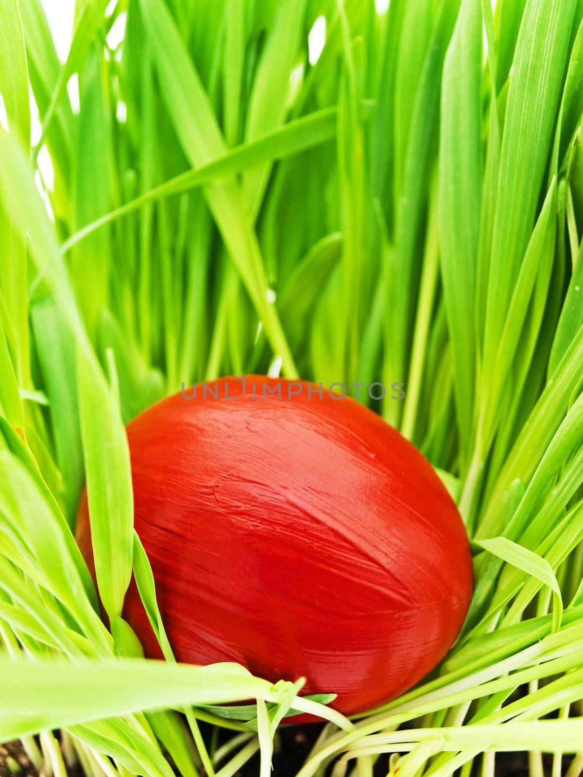 red color easter egg in green grass