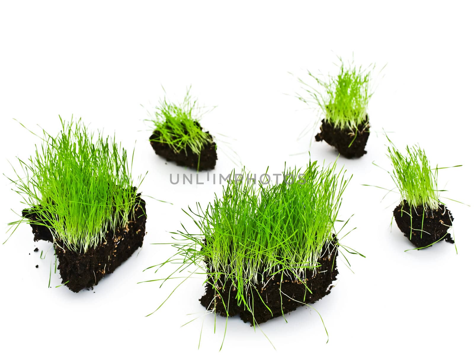 green grass islands in black ground against white background