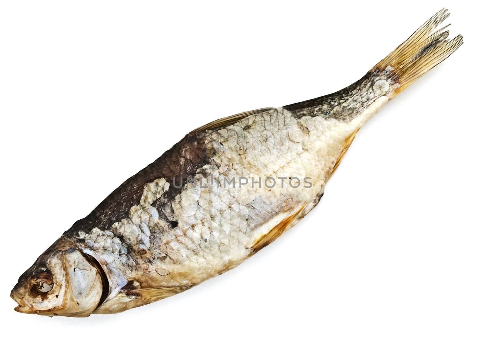 single dry fish over the white background