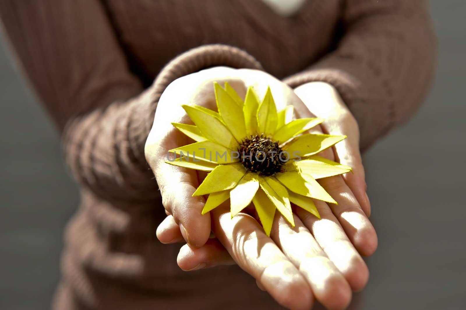 two women hands holding one yellow flower