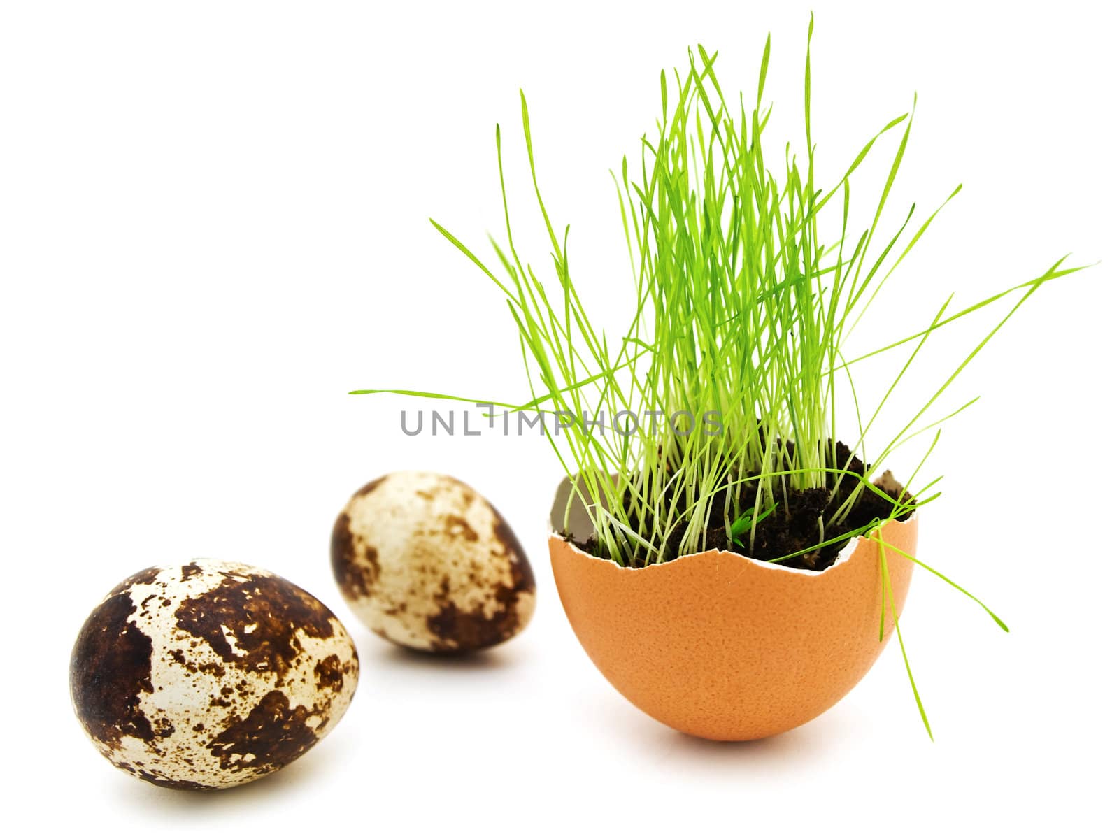 quail eggs near the egg shell with growing green grass against white background