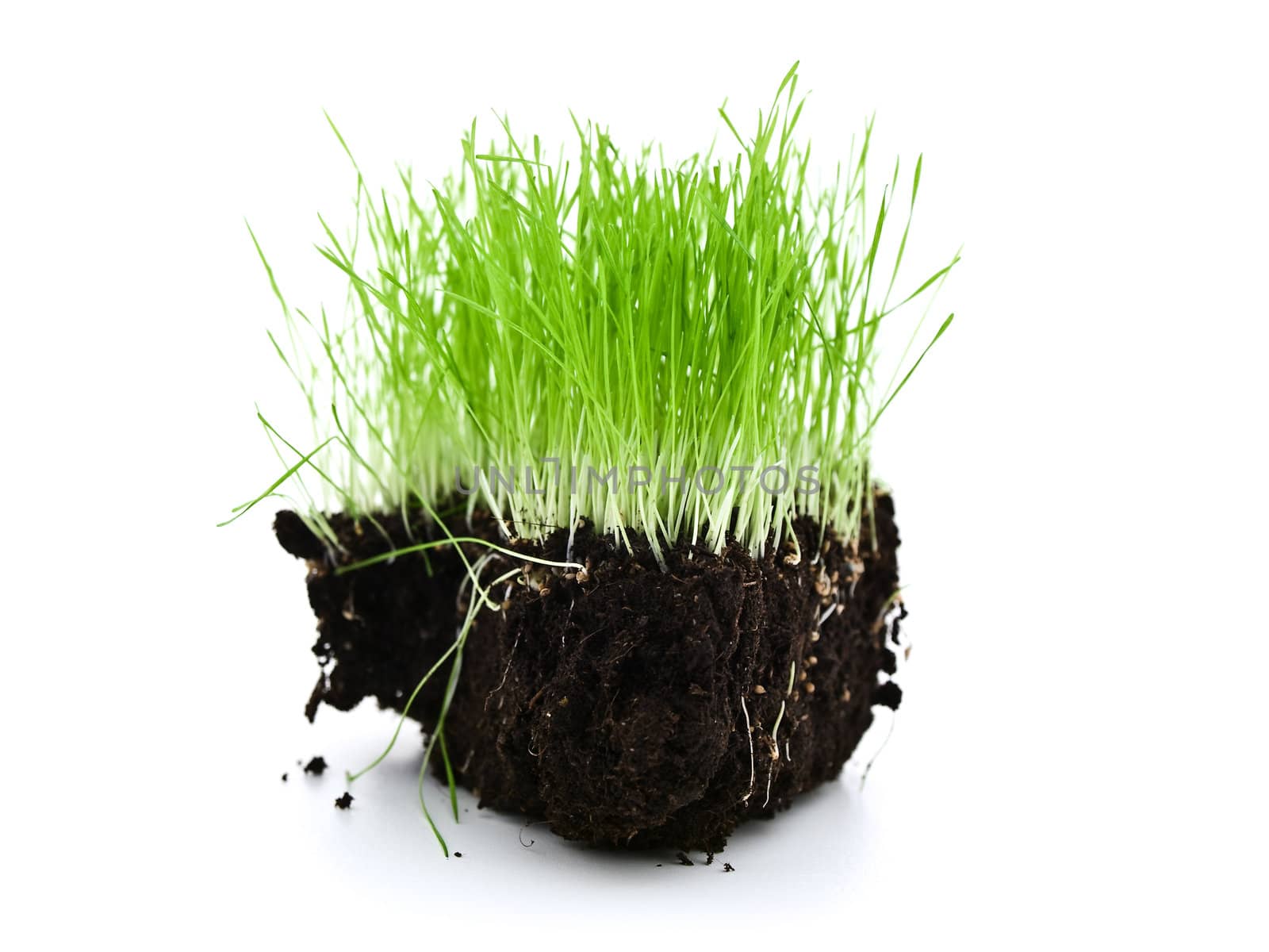 colorful green grass growing at ground island against white background