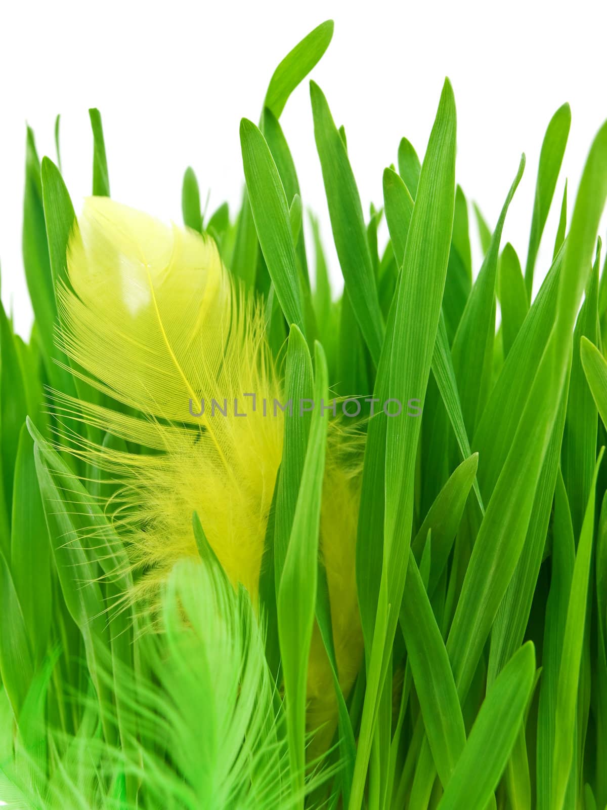 yellow feather in the green grass over white