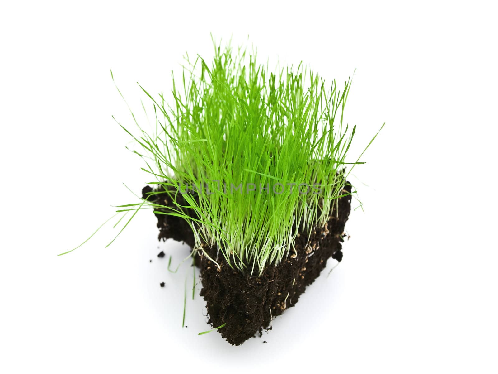 colorful green grass growing at ground island 