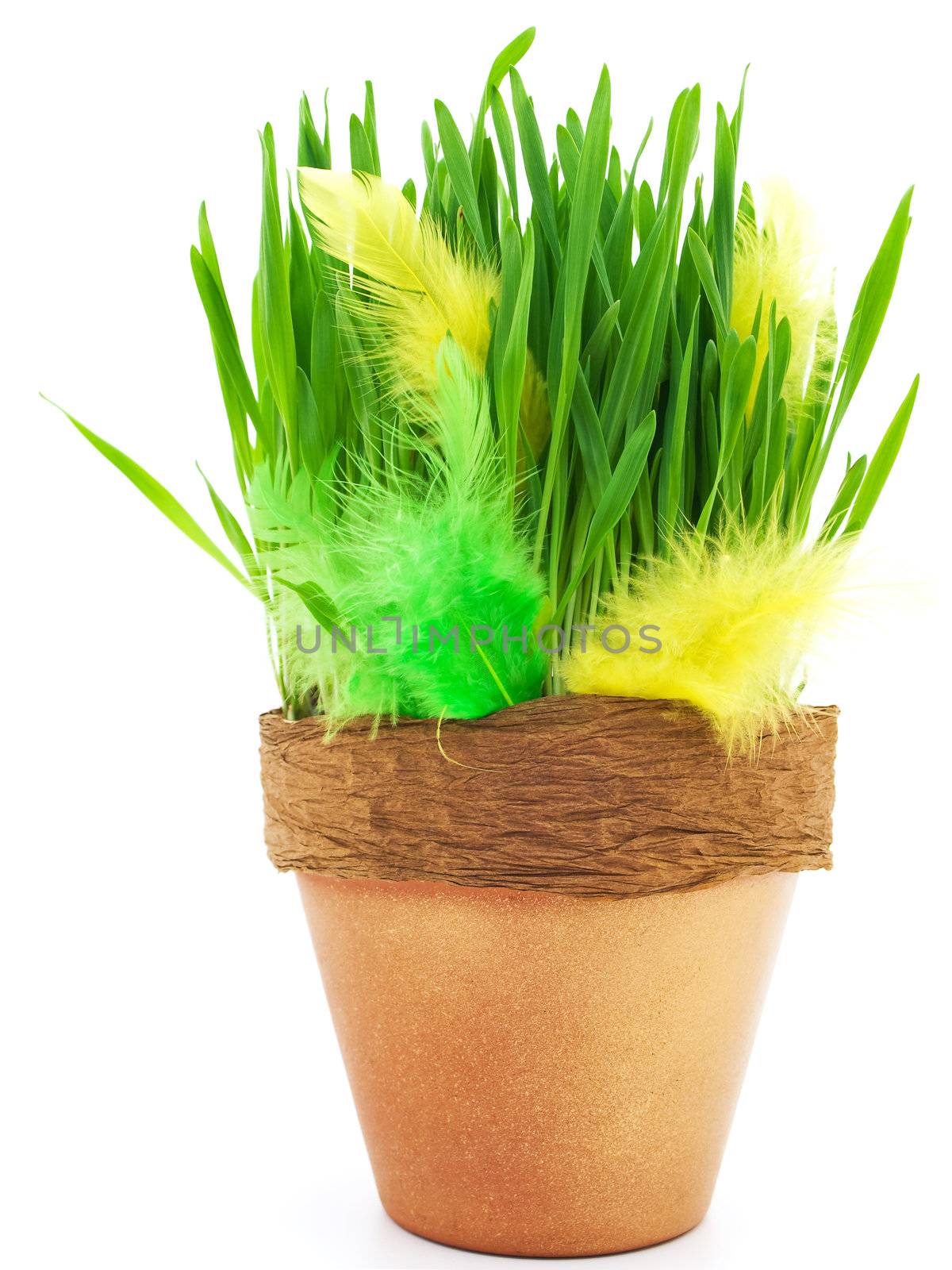 feathers and green grass in the flower pot