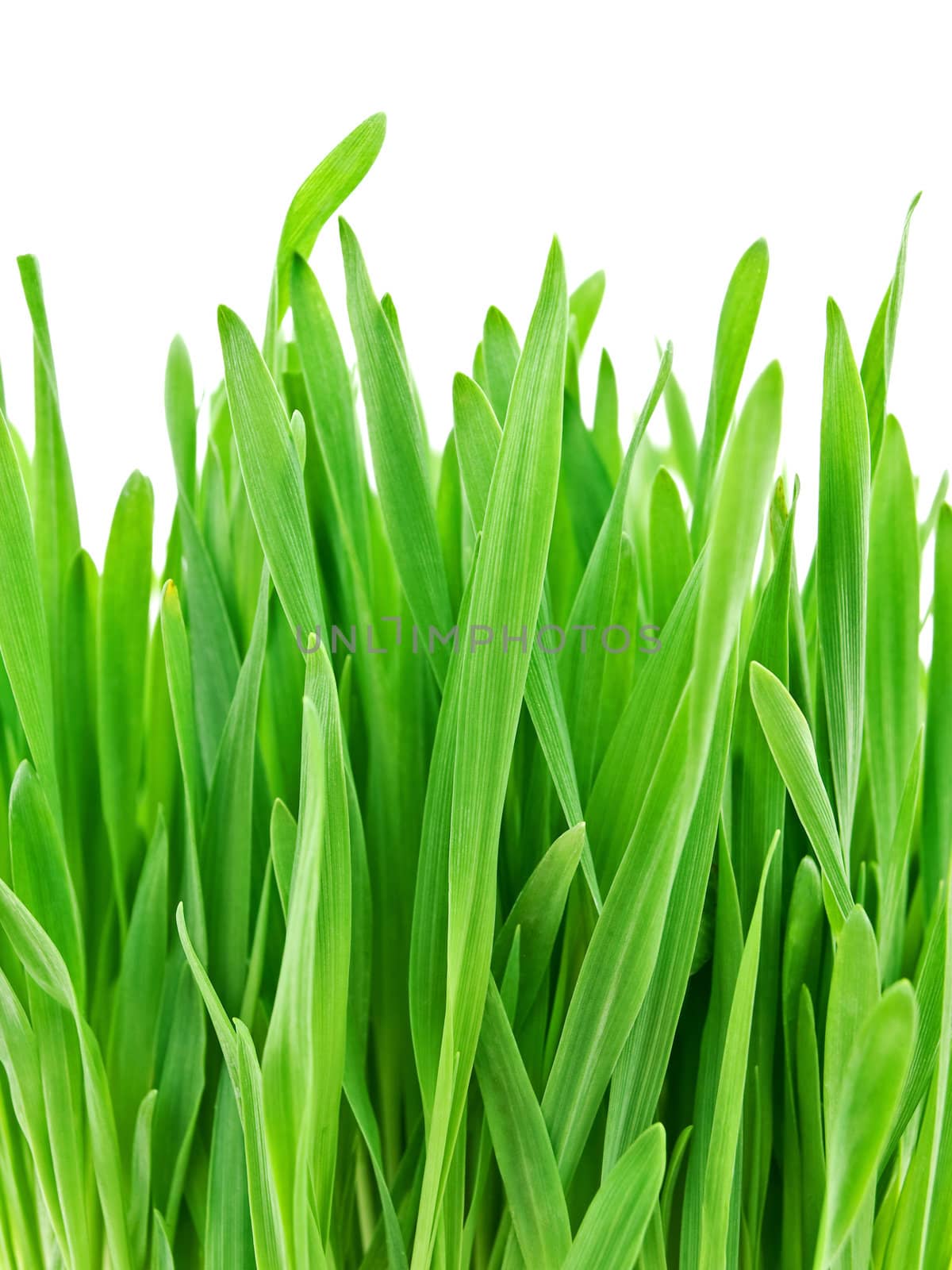photo of fresh colorful green grass against white