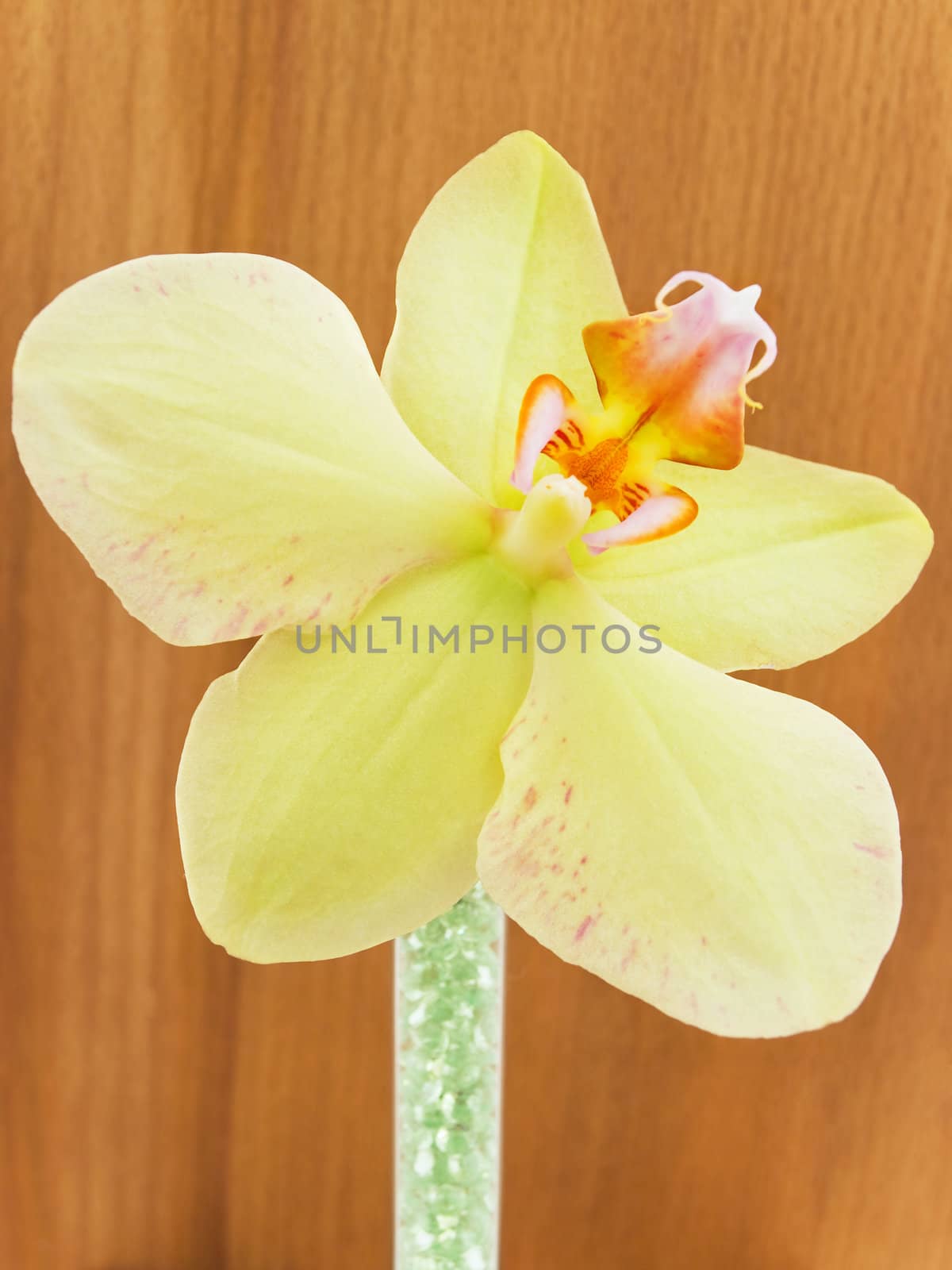 yellow orchid in decorated vase against wooden background