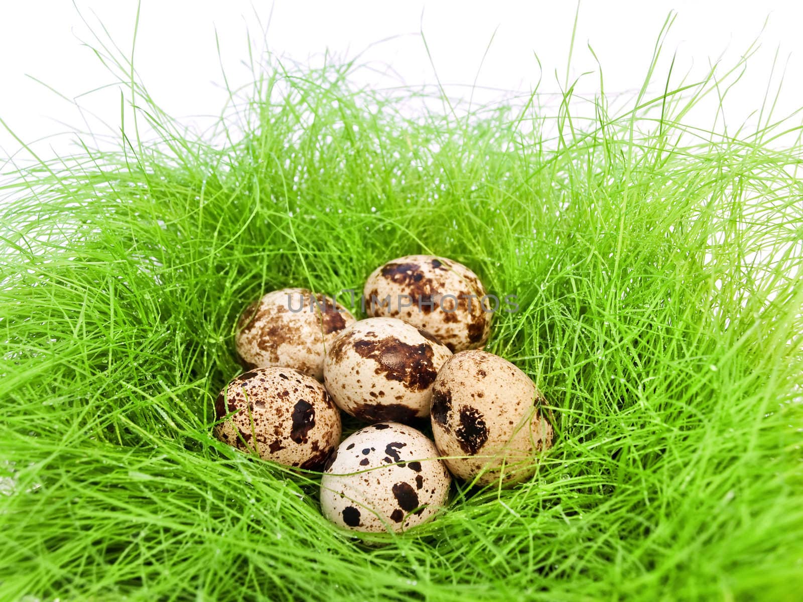 some quail eggs in the nest form fresh grass