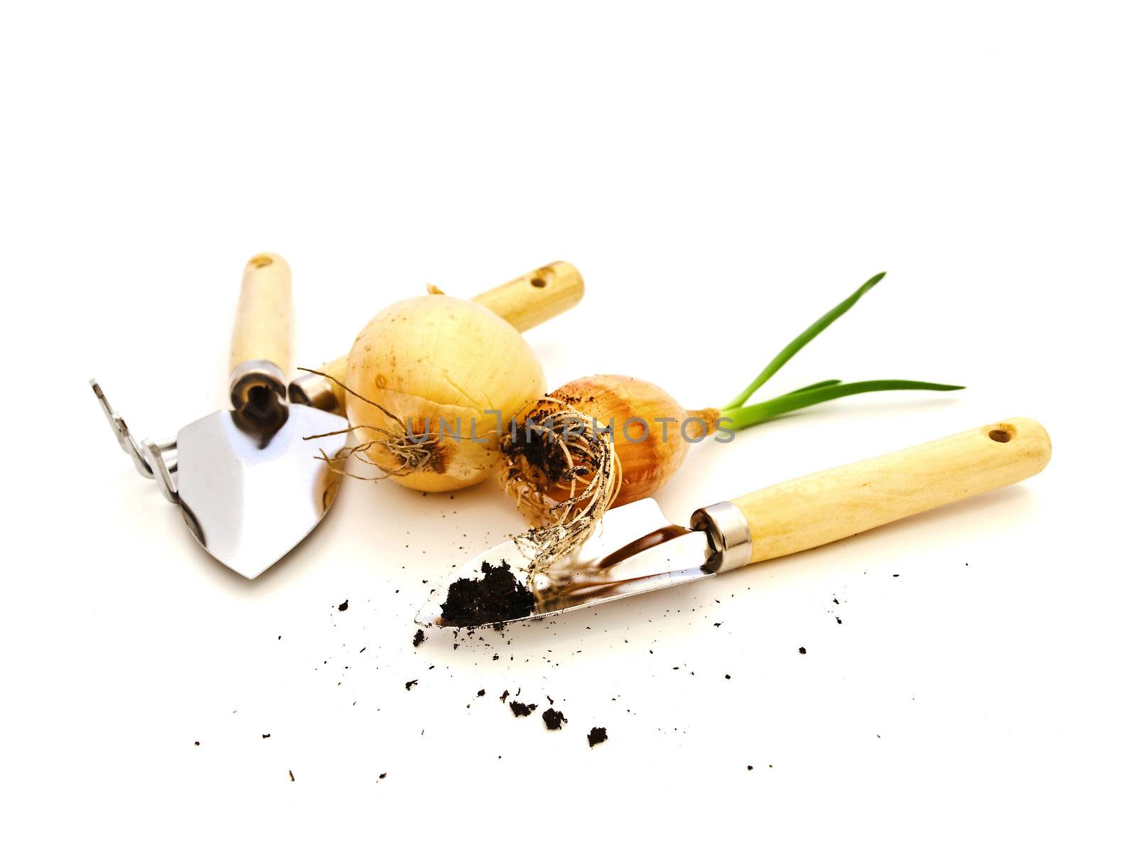 Some gardening tools and green onion bulbs against white background