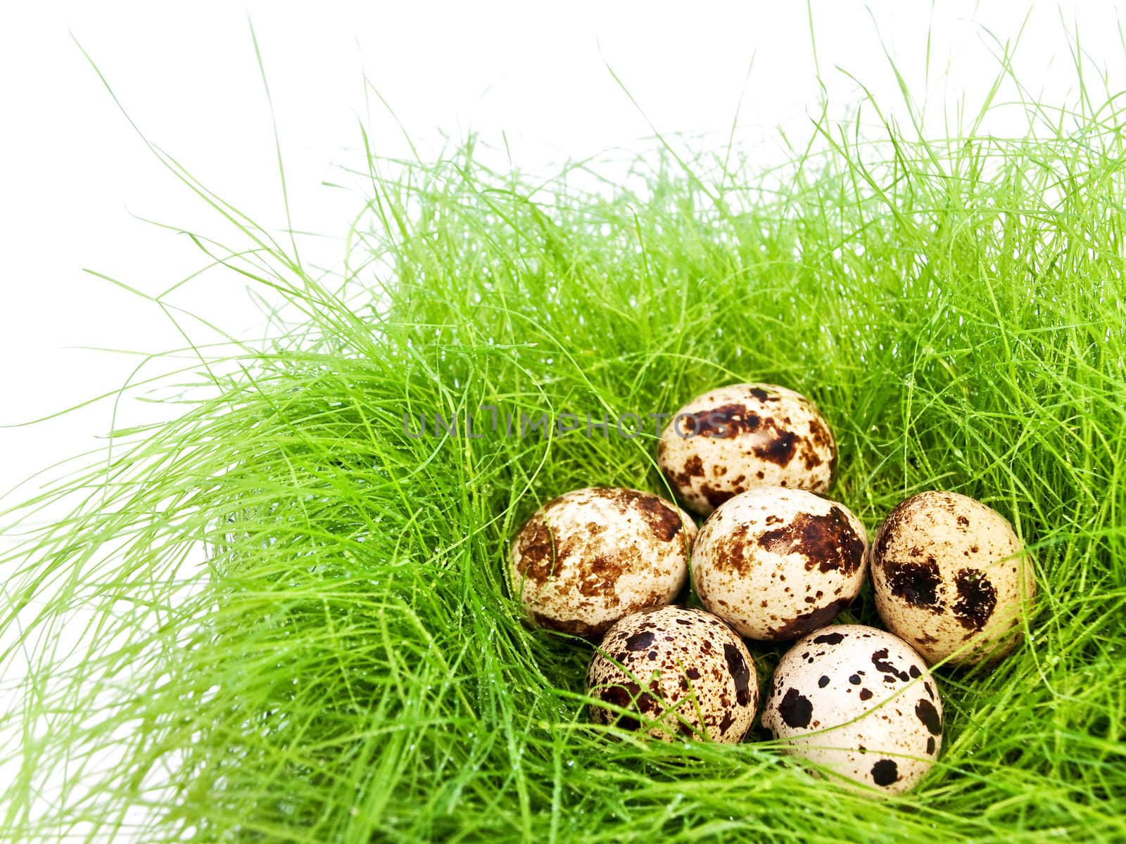 some quail eggs in the nest form fresh grass