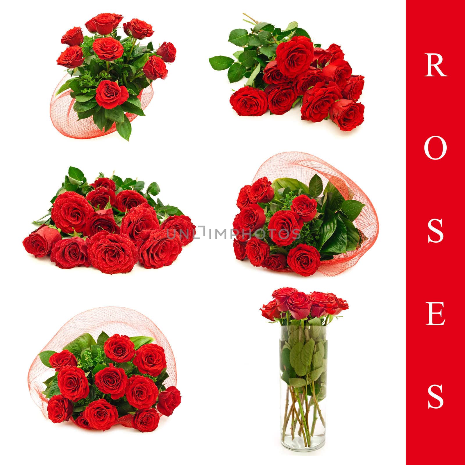 set of different roses images over white background