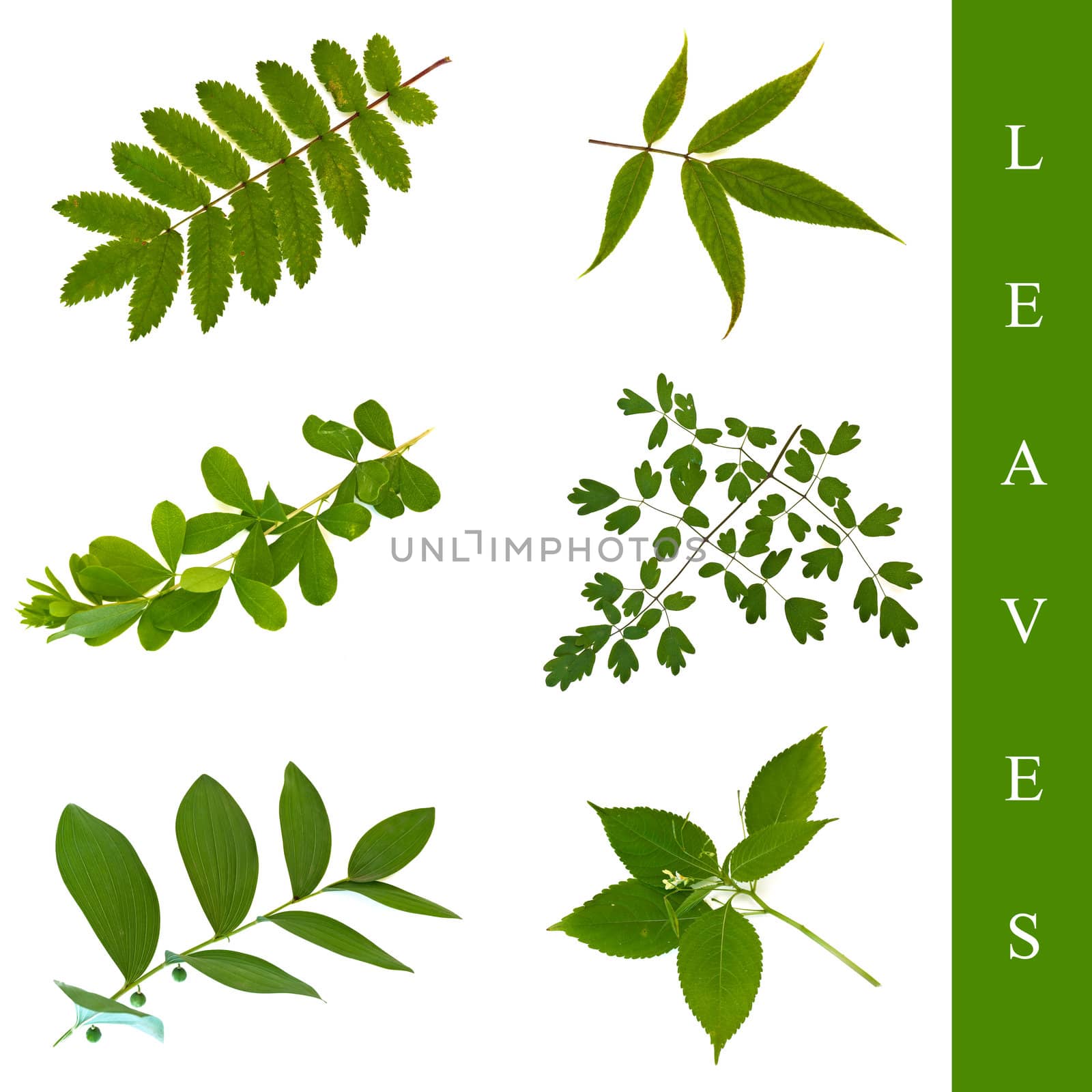 set of different leaf images over white background