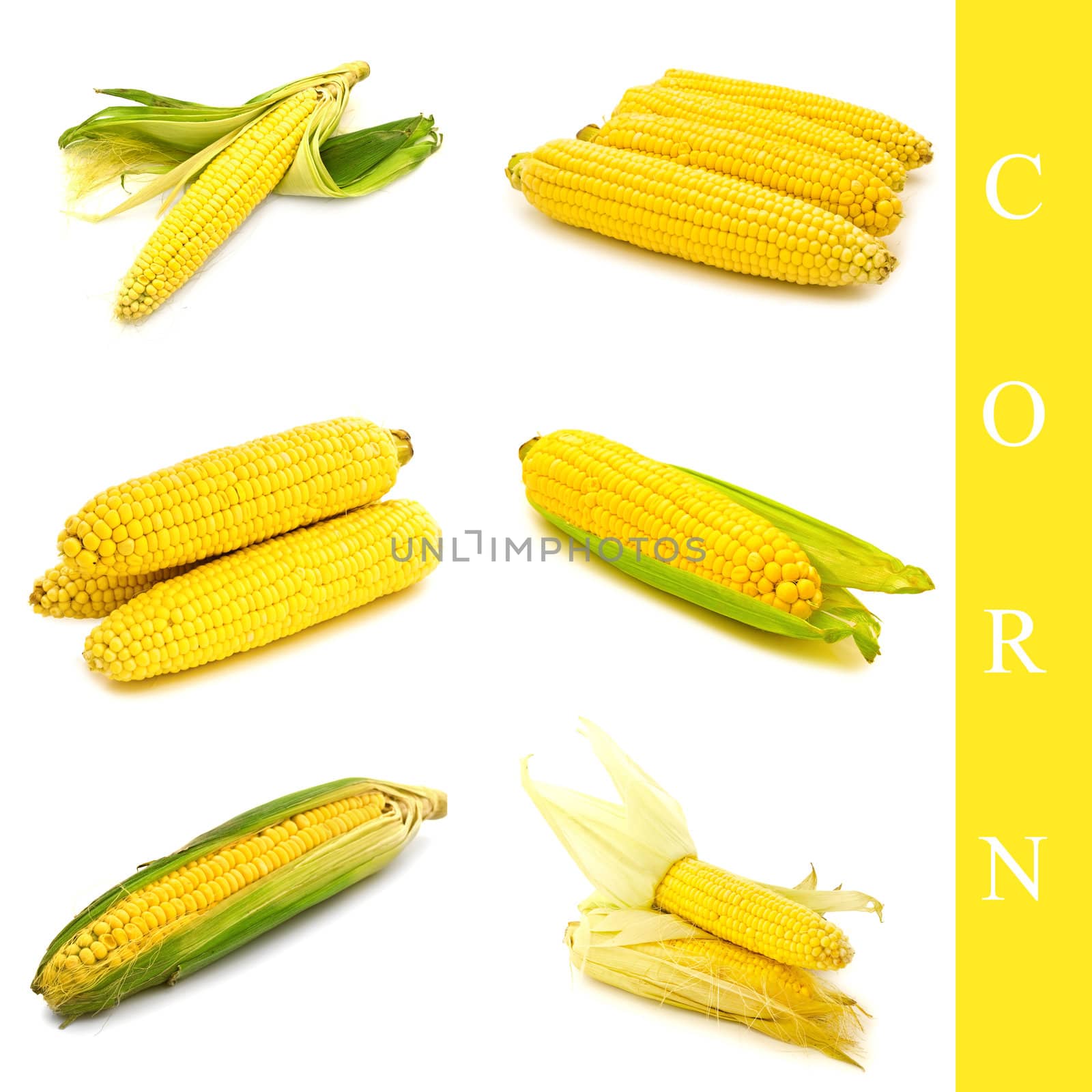set of different corn images over white background